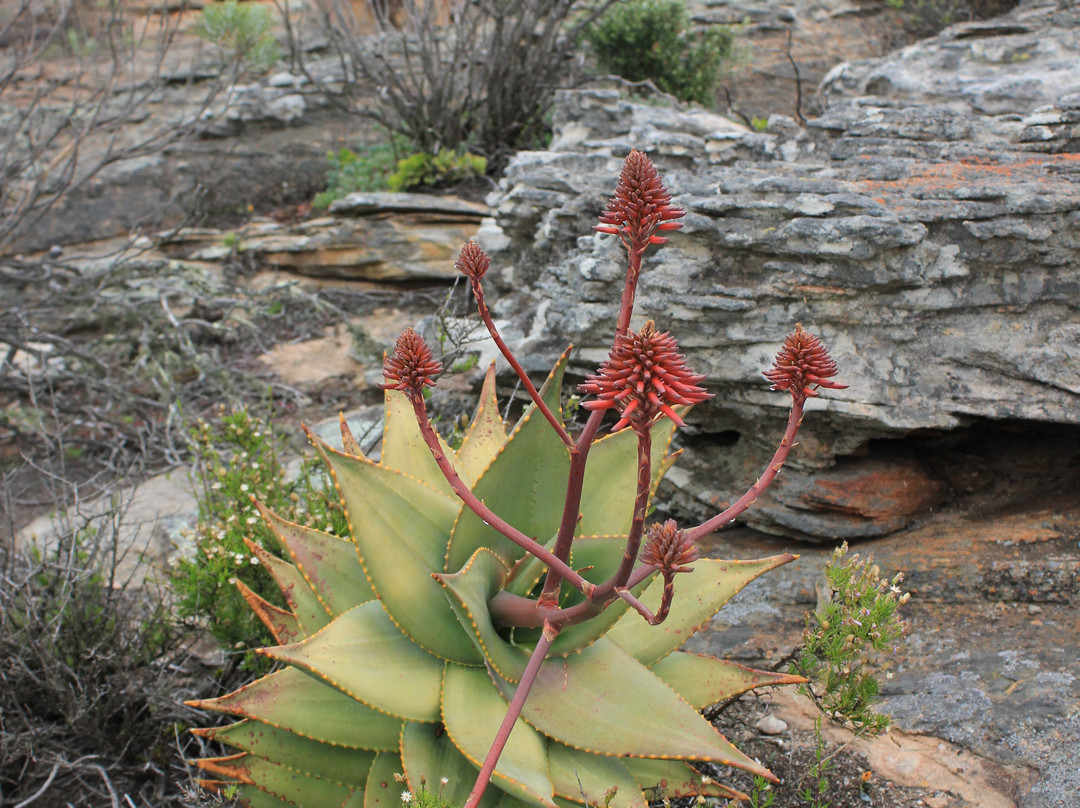 Oorlogskloof Nature Reserve景点图片