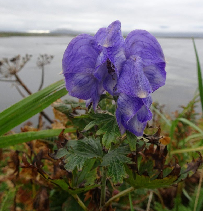 Izembek Wildlife Refuge-Cold Bay必去景点