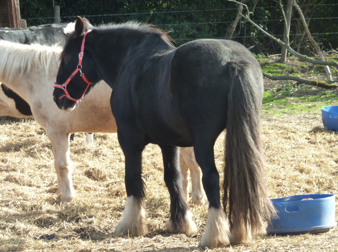 Hillside Shire Horse Sanctuary景点图片