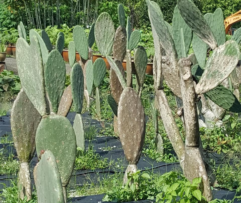 Kin Yan Agrotech Farm-新加坡必去景点