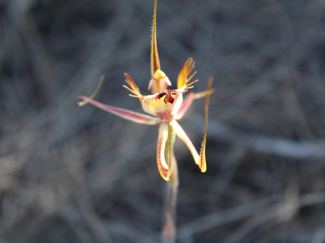 Go Ona Bus-珀斯必去景点