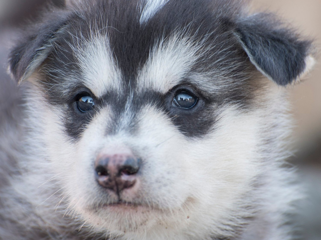 Kap Hope-Ittoqqortoormiit必去景点