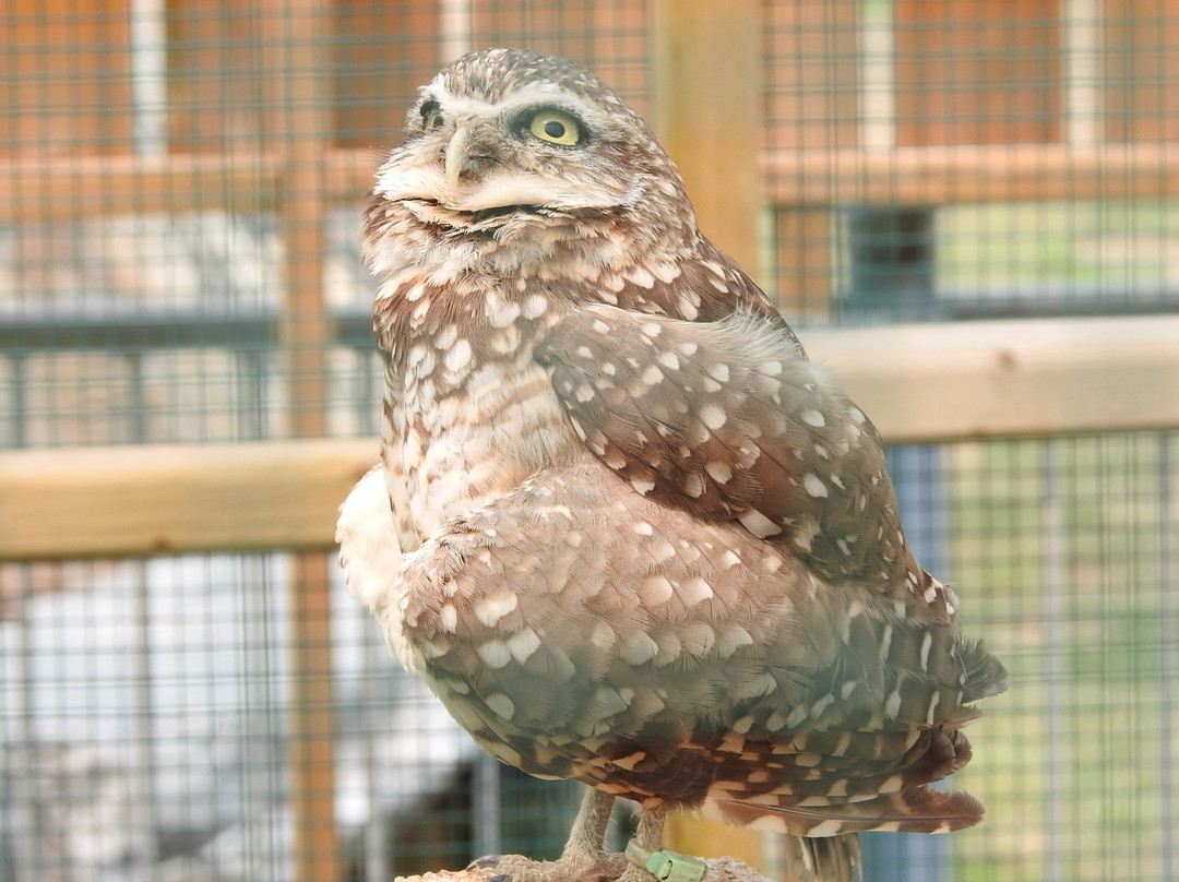 Saskatchewan Burrowing Owl Interpretive Centre-穆斯乔必去景点