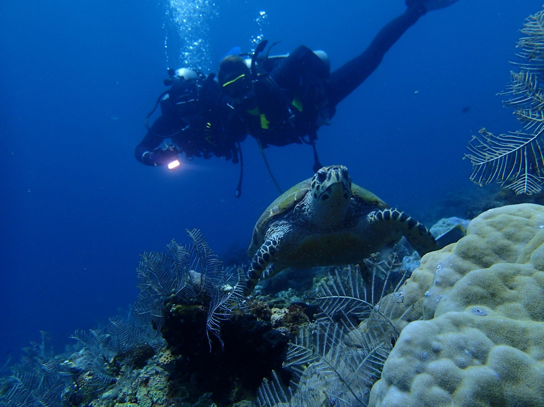 Jellyfish Divers Village景点图片