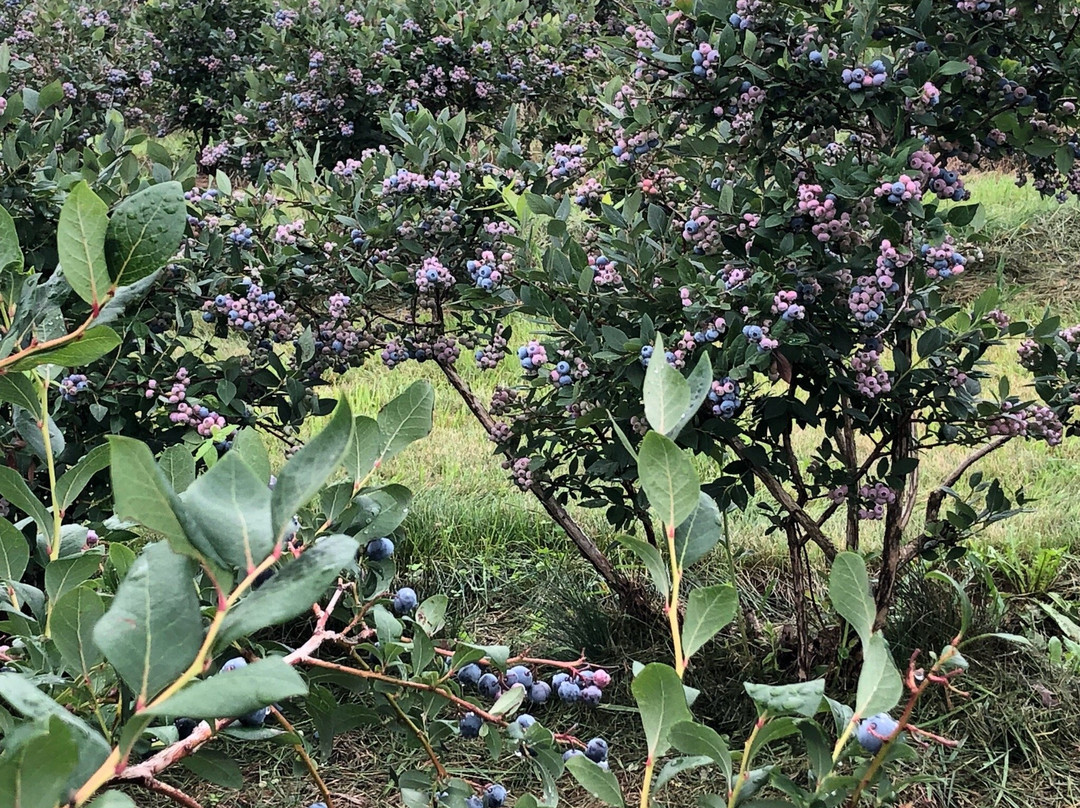 Green Mountain Orchards-普特尼必去景点