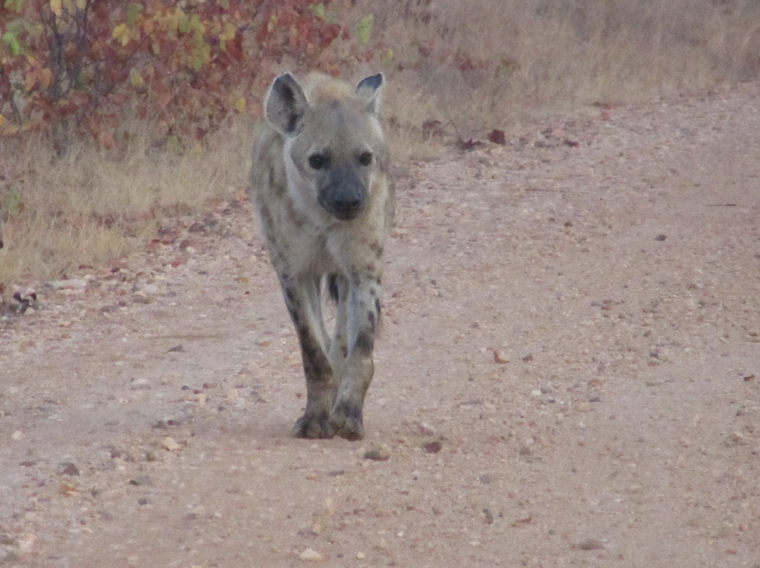 Olifants Wilderness Trail景点图片