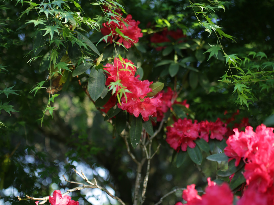 Kanuma Nishikigoi Park-鹿沼市必去景点