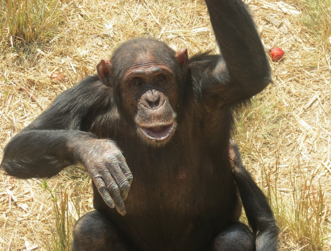 Chimfunshi Wildlife Orphanage-Chingola必去景点