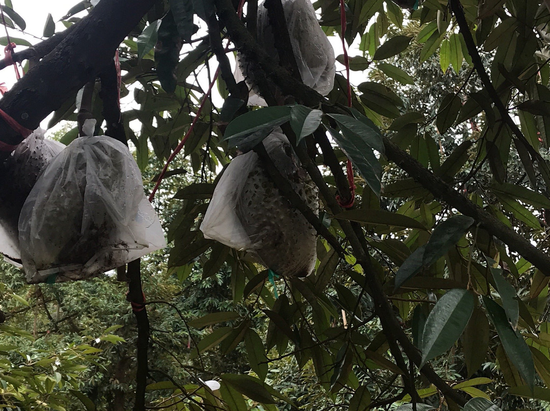 Thapong Fruit Market-罗勇必去景点