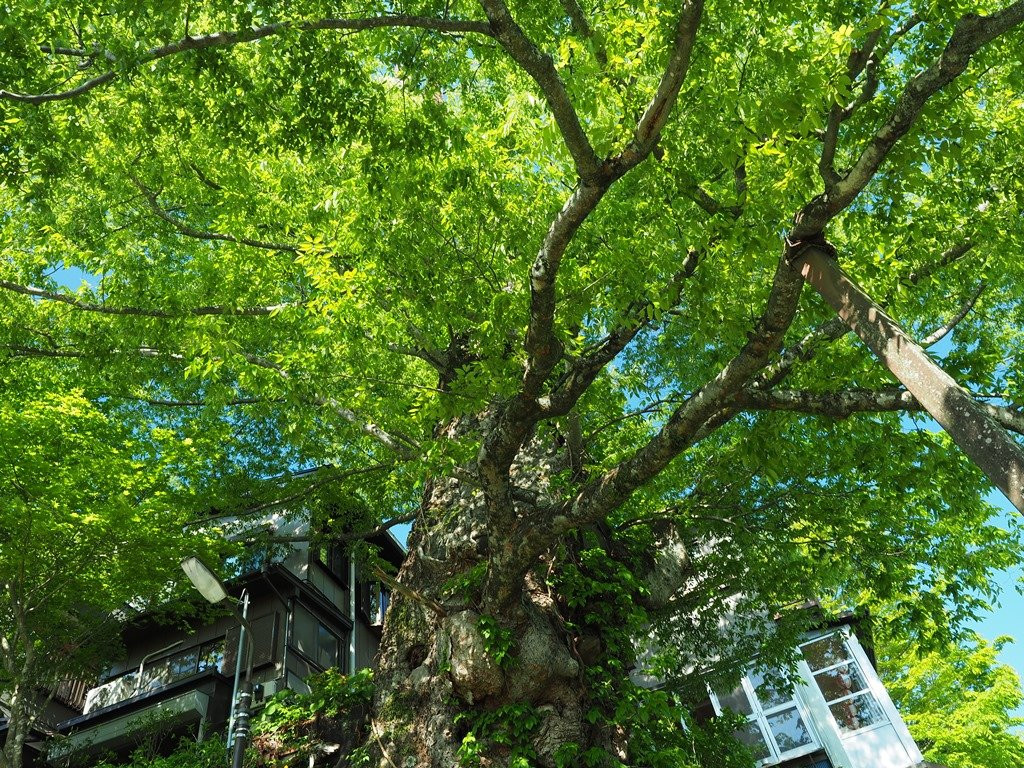 Mitake no Jindai Keyaki-青梅市必去景点