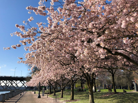 The Portland Insider-波特兰必去景点