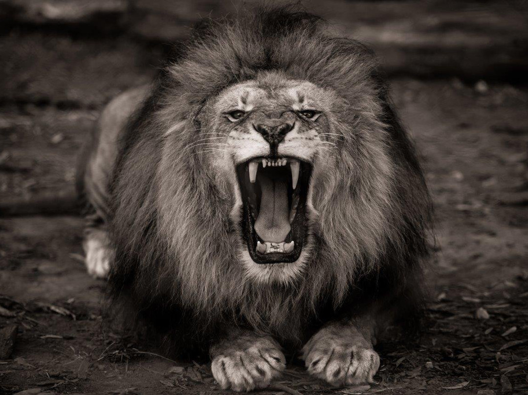 Jukani Wildlife Sanctuary-The Crags必去景点