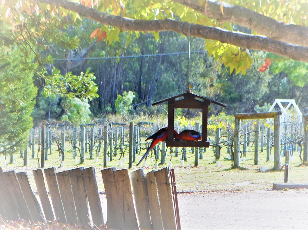 Stanthorpe Tours景点图片
