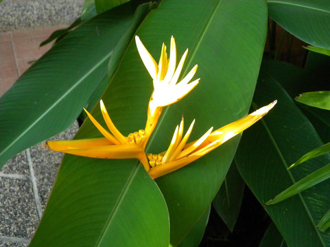 卡塔好运别墅主图