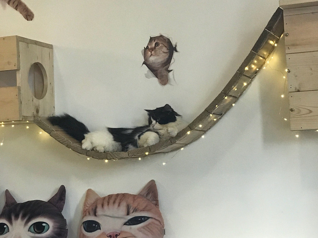 Meeyaw Cat Cafe-Kabacan必去景点
