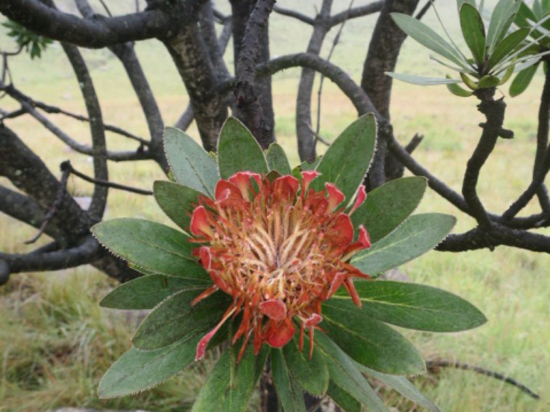 Drakensberg Nature Tours-安德堡必去景点