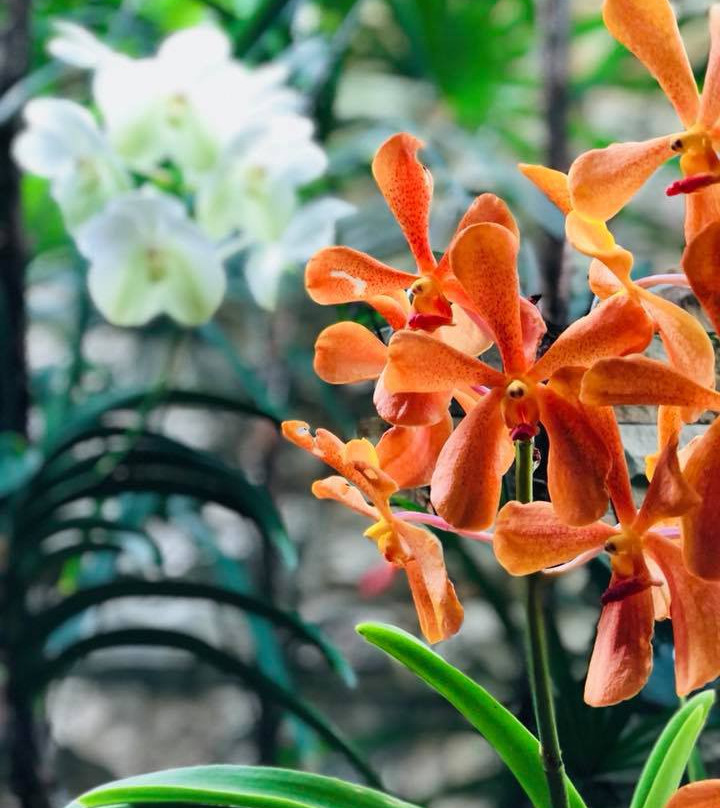 Pure Fiji Spa-苏瓦必去景点