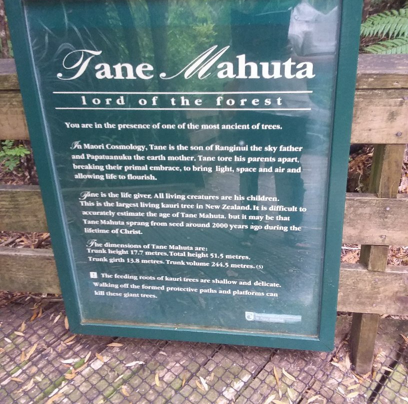 Te Matua Ngahere Walk景点图片