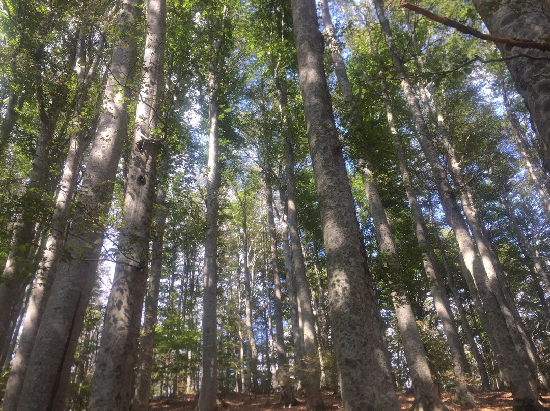 Foresta del Teso-Maresca必去景点