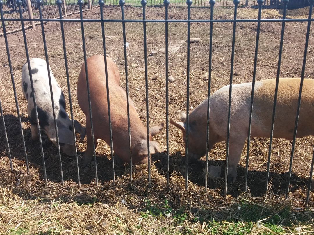 Oak Tree Farm-Stonnall必去景点