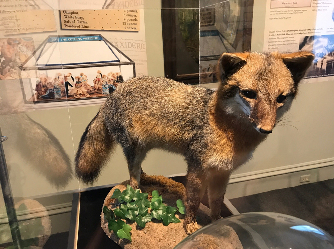 Campbell House Museum-圣路易斯必去景点