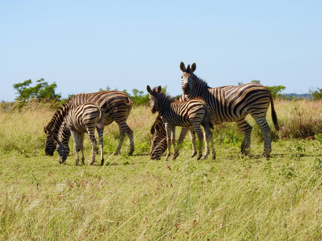 Bela-Bela酒店住宿-Thaba Pitsi Safari Lodge