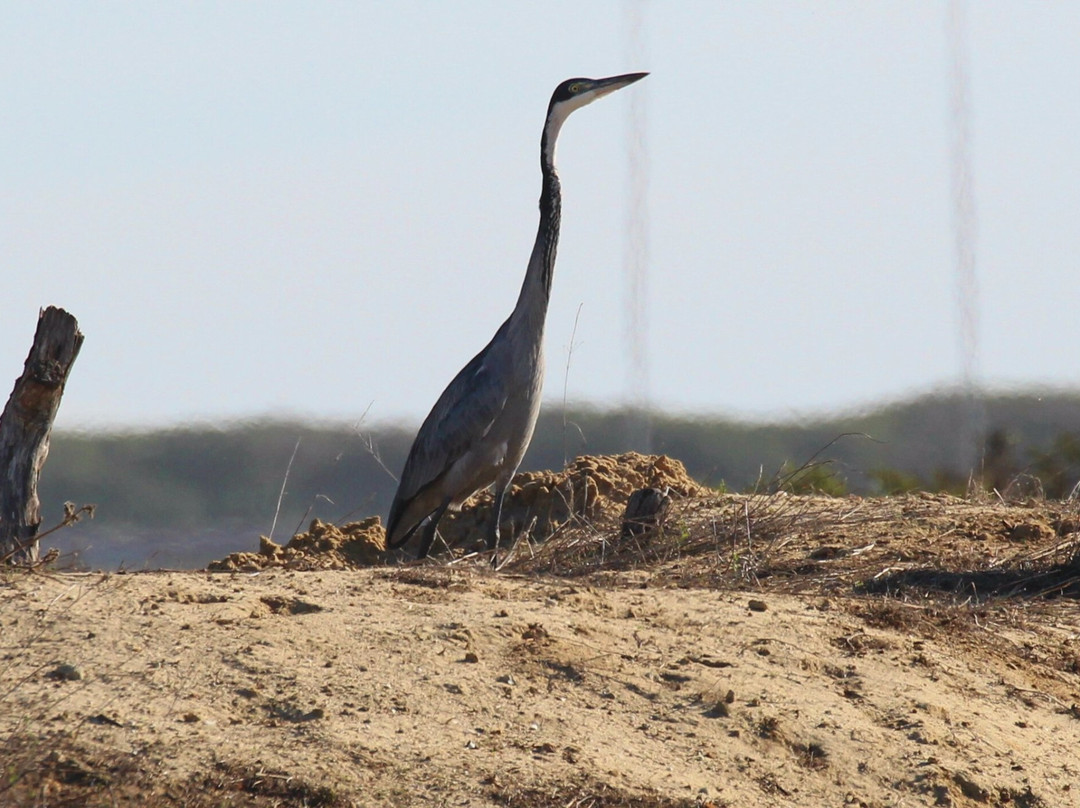 Table View Nature Reserve - Rietvlei Wetlands-Table View必去景点