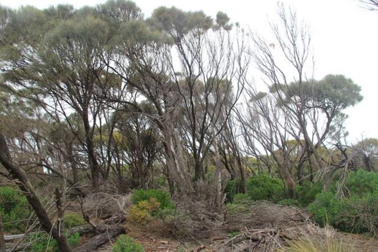 Trousers Point Walk-Flinders Island必去景点