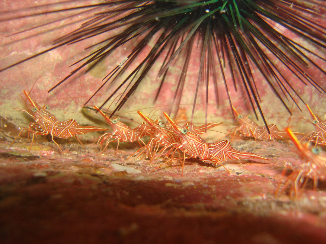 AquaCreed Scuba Dive Centre-尼拉瓦利必去景点