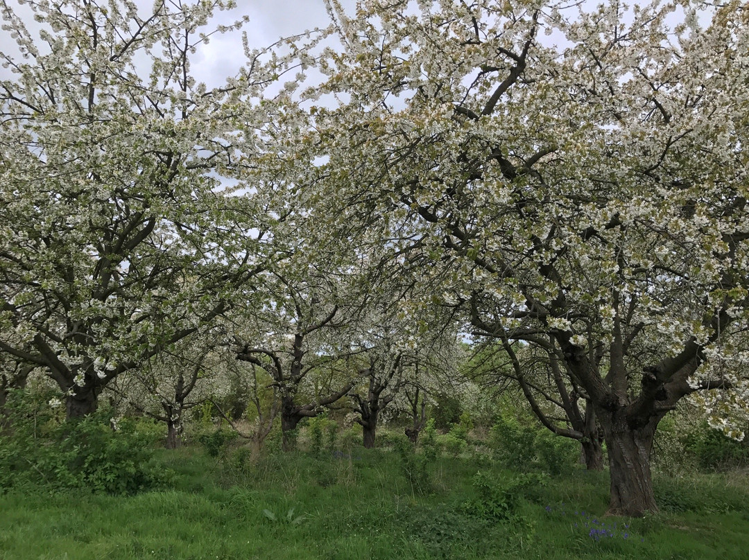 Northward Hill Nature Reserve景点图片