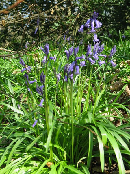 Ladies Spring Wood景点图片