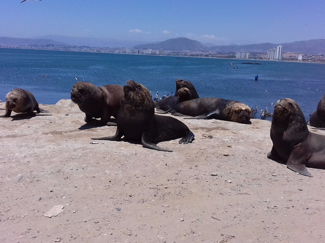 Playa El Faro-拉塞雷纳必去景点