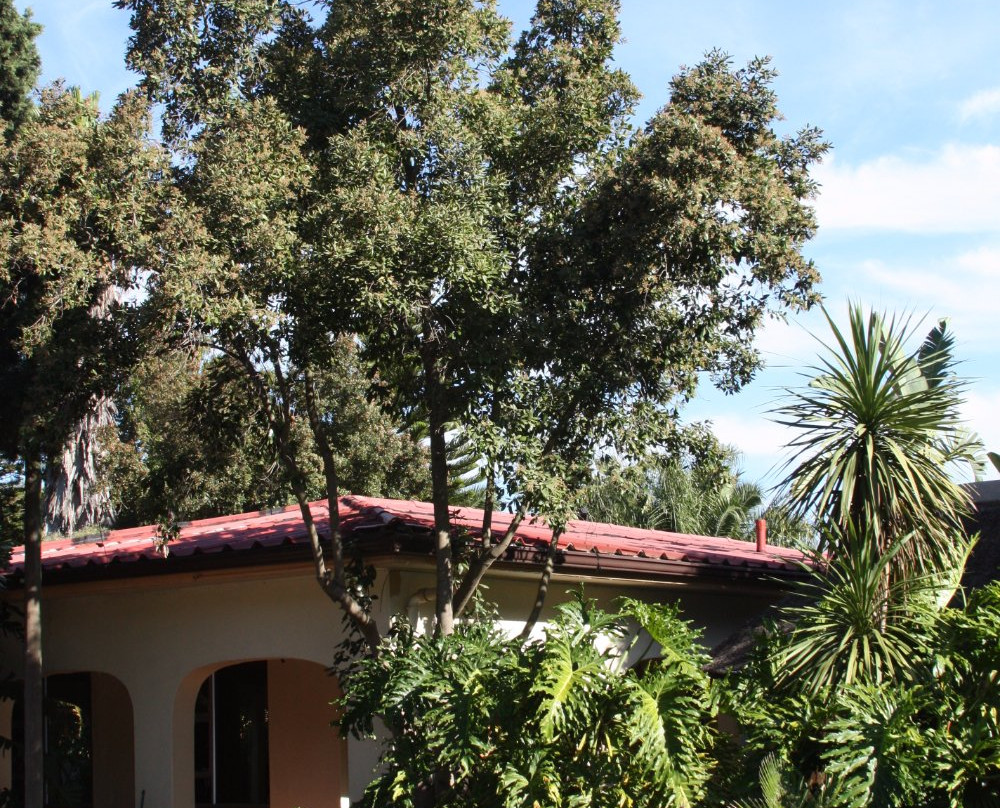 Bougainvillas Bed & Breakfast主图