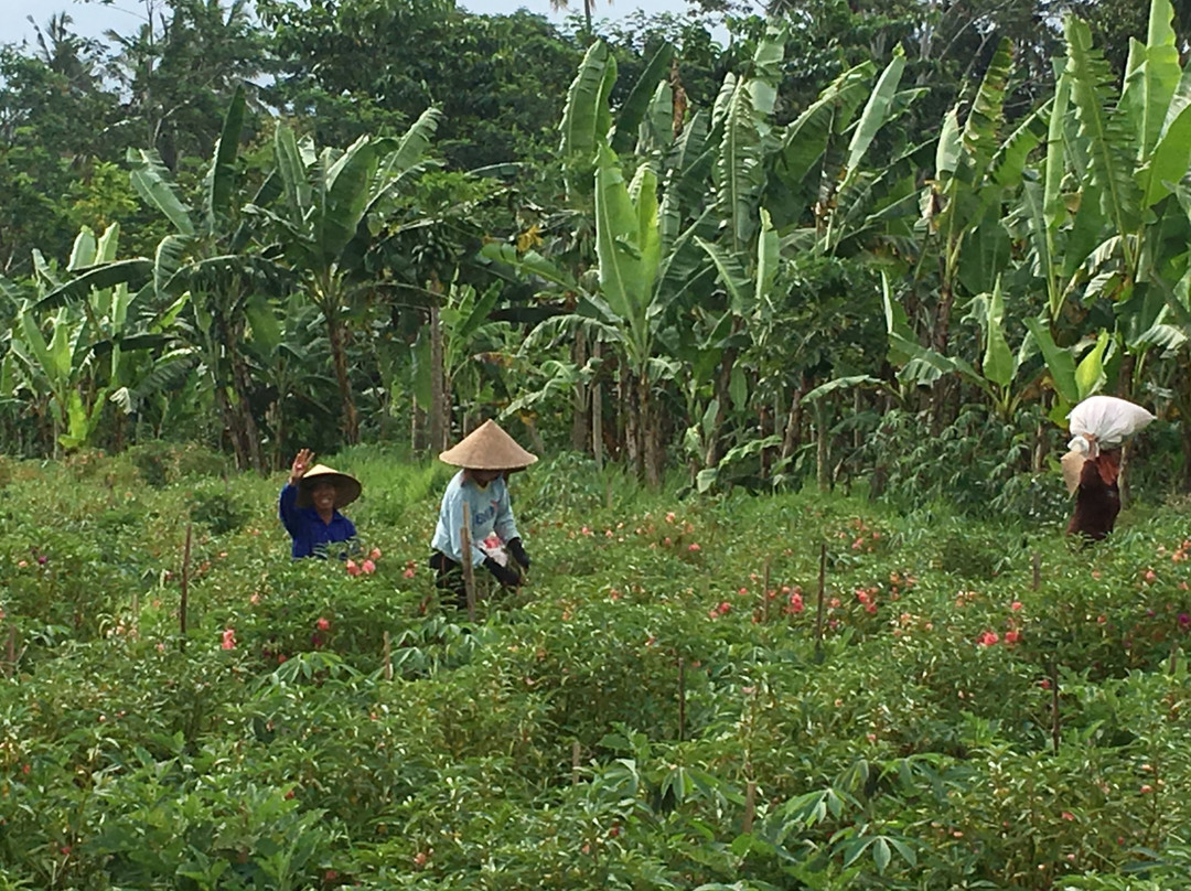 Baru Organic Adventure景点图片