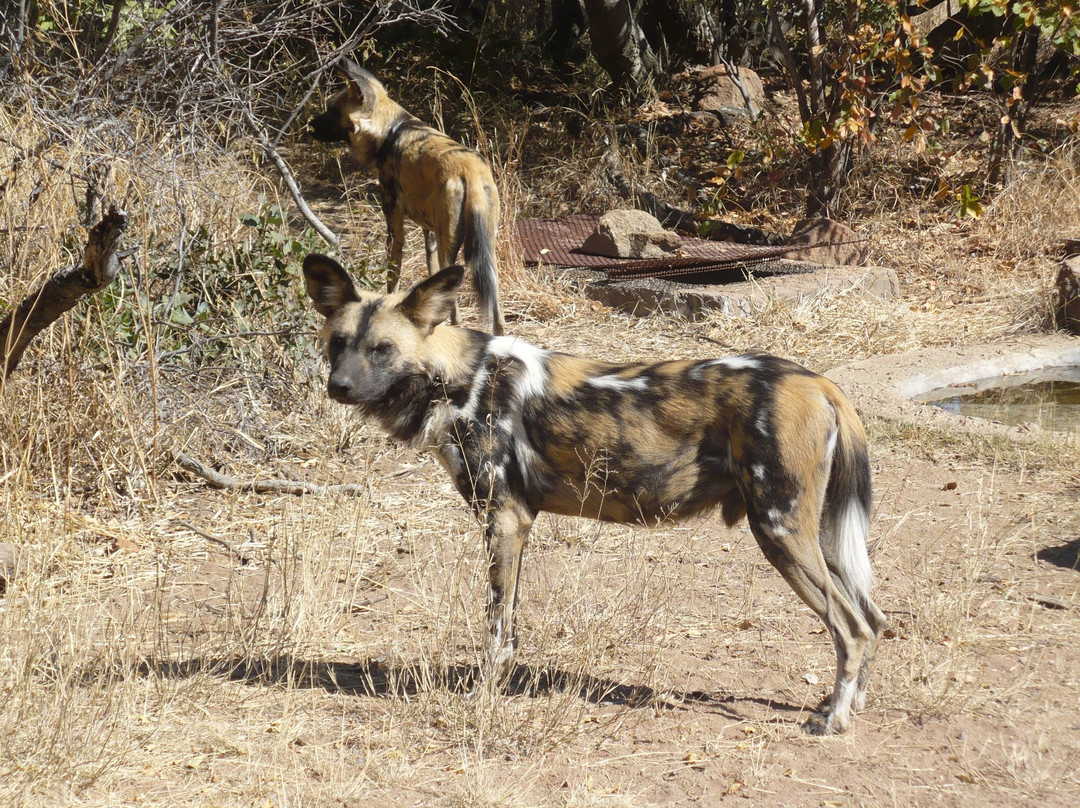 De Wildt Shingwedzi Cheetah Ranch-贝拉贝拉必去景点