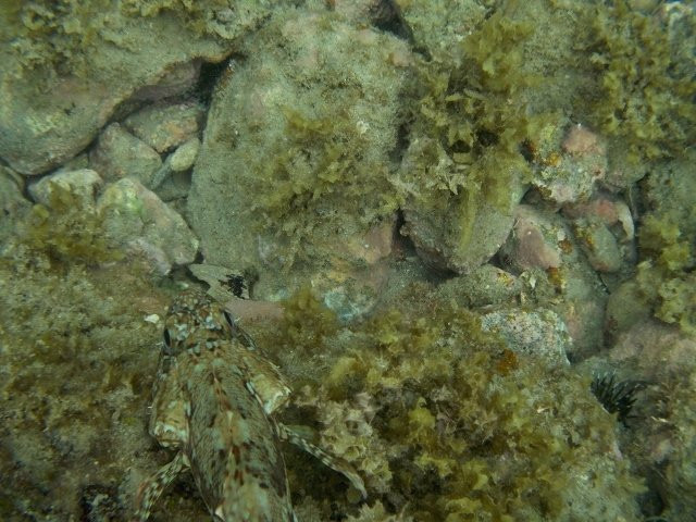 Rinkaiura Beach-白滨町必去景点