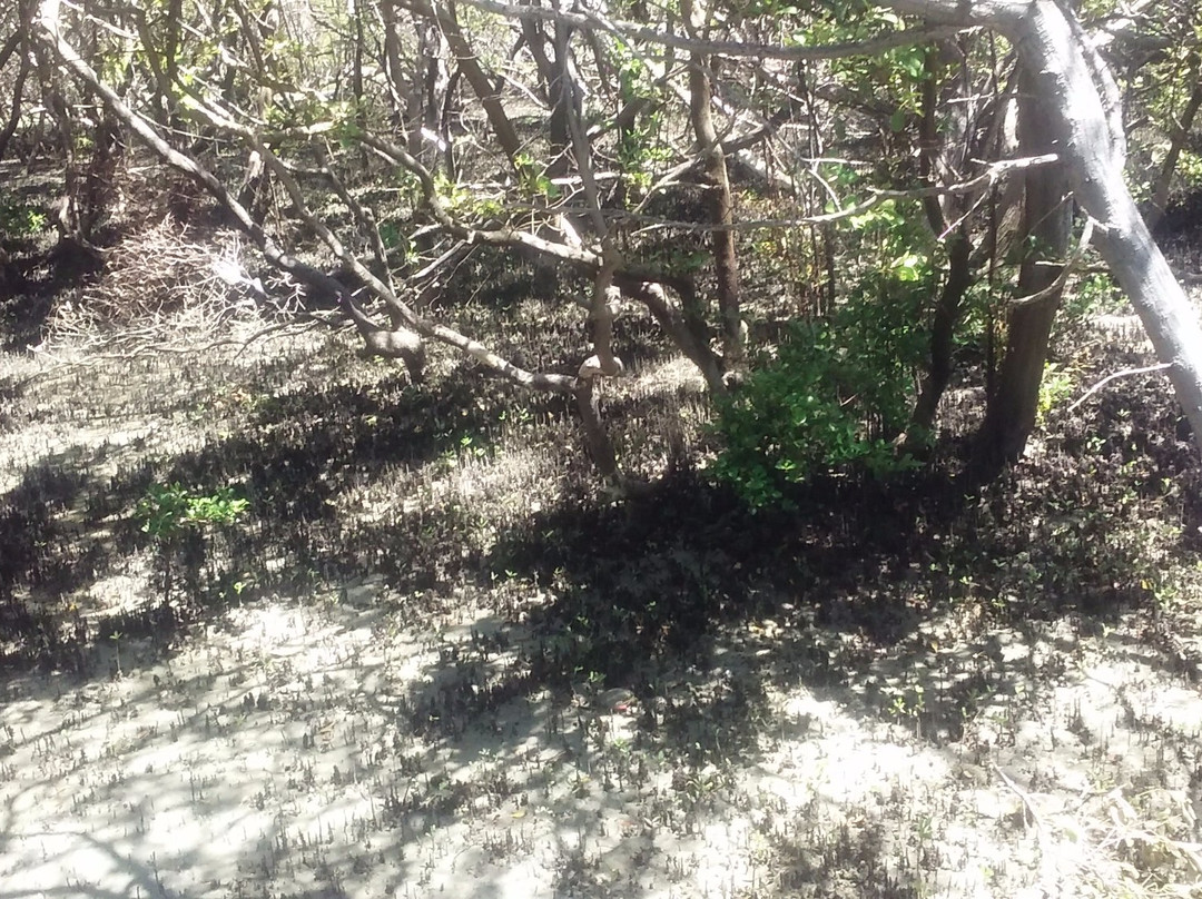 Estacao Ambiental Mangue Pequeno e Passarela no Mangue景点图片