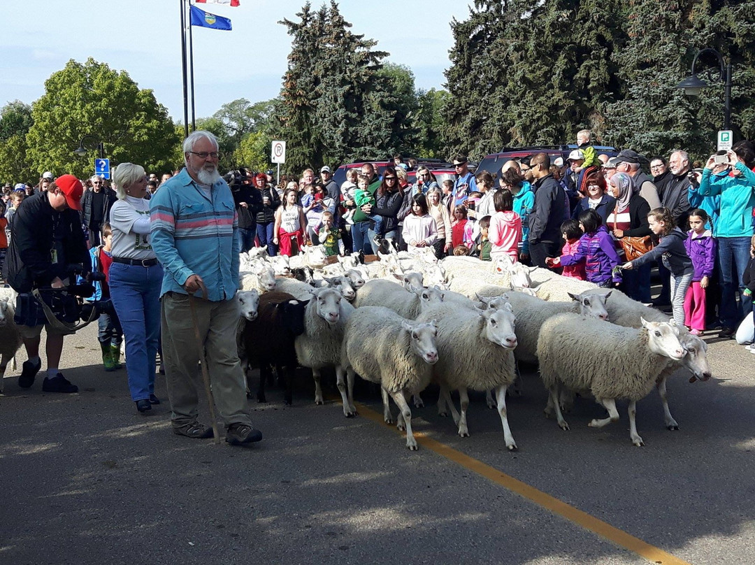 Visit the Sheep in Fort Saskatchewan-Fort Saskatchewan必去景点