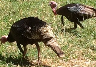 Tilden Park Little Farm-伯克利必去景点