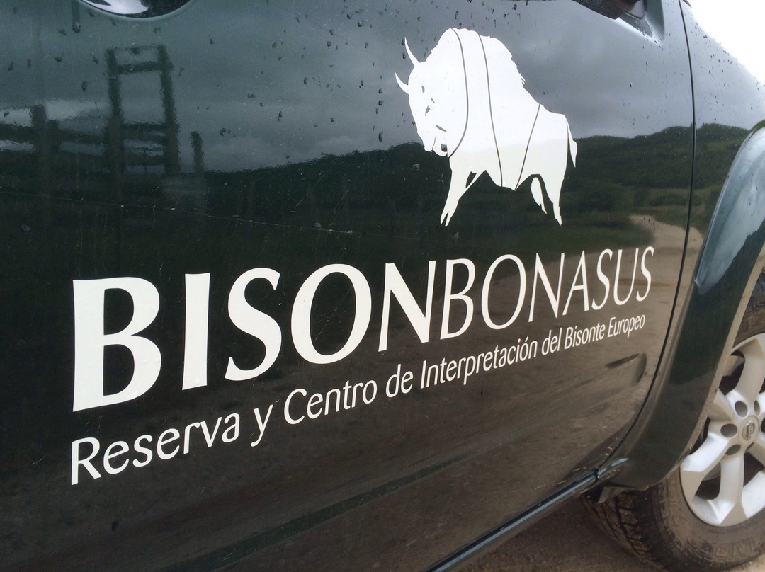 Bison Bonasus景点图片