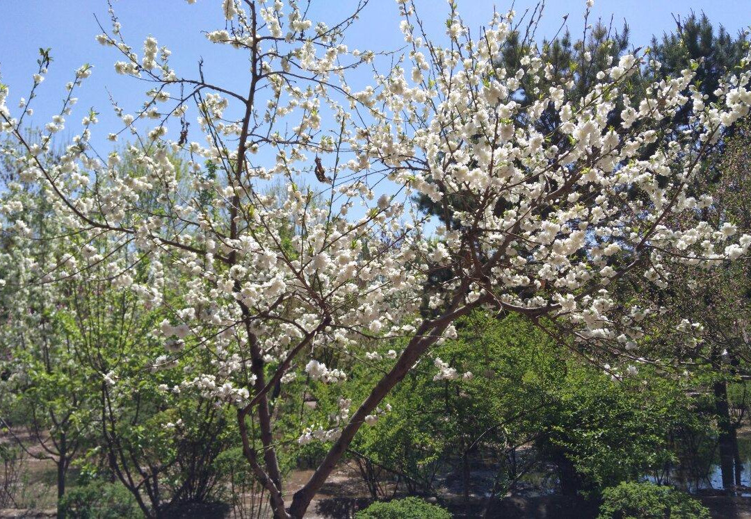 安宁植物园景点图片