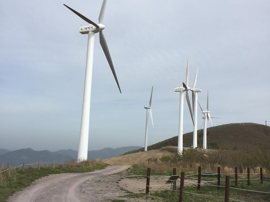 Maebongsan Wind Power Plant Complex-太白市必去景点