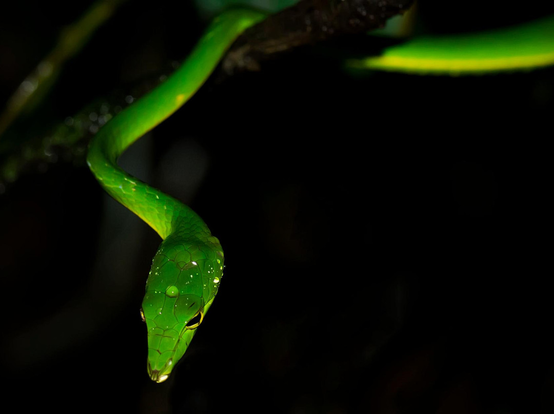 Agumbe Rainforest Research Station景点图片