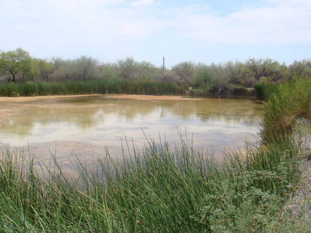 Quitobaquito Spring-Ajo必去景点