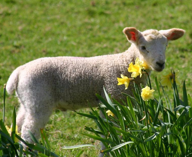 Holnicote酒店住宿-Tudor Cottage