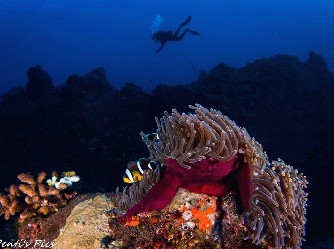 Scubananas Reunion Plongee-圣亮必去景点