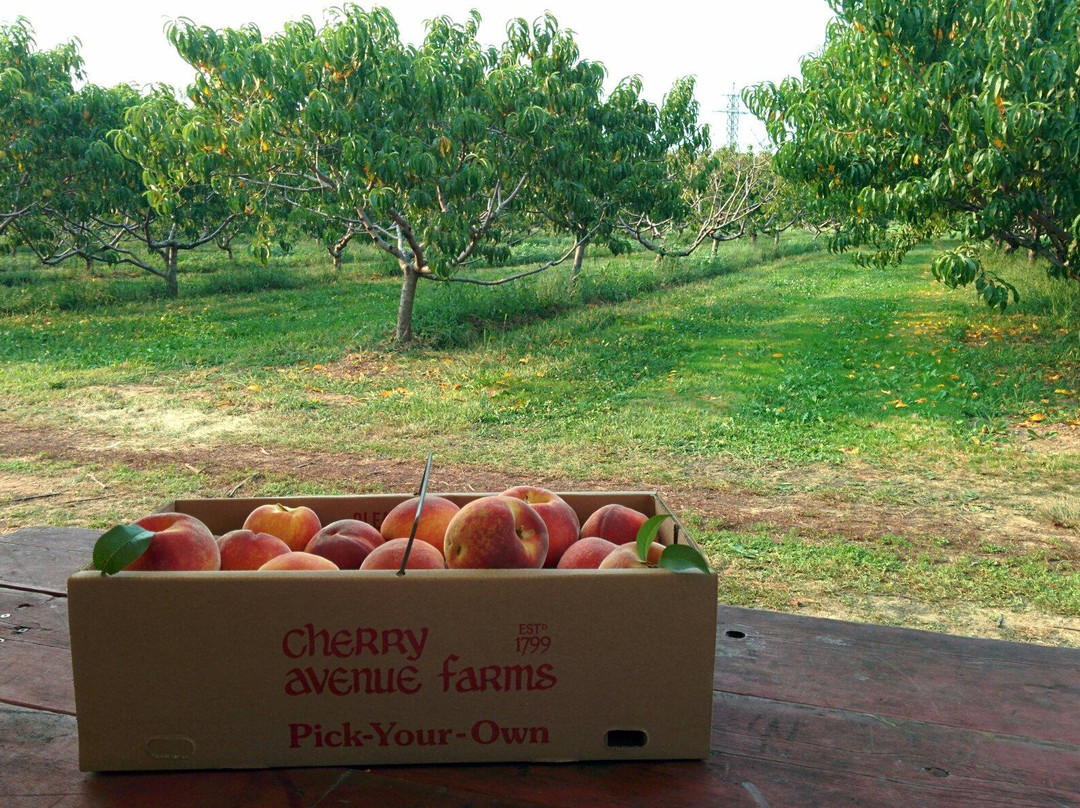 Cherry Avenue Farms景点图片
