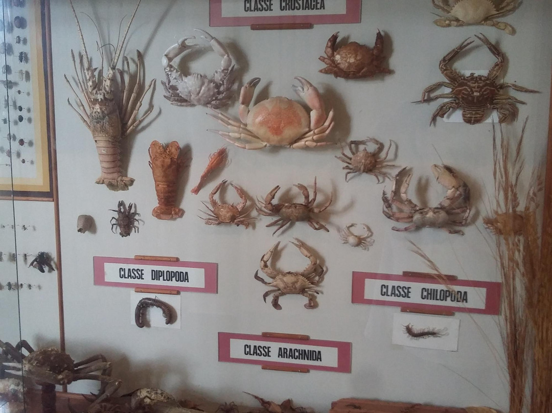 Natural History Academic Museum-Juiz de Fora必去景点