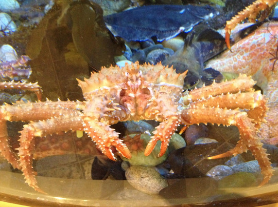 Kodiak Laboratory Aquarium & Touch Tank-Kodiak必去景点