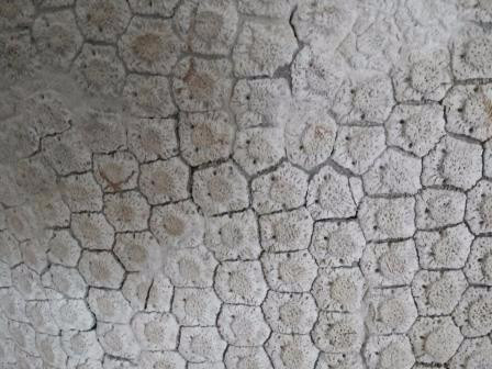 Museo Paleontologico-科洛尼亚·德尔萨克拉门托城必去景点